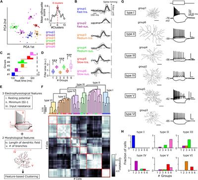 Global Jitter Motion of the Retinal Image Dynamically Alters the Receptive Field Properties of Retinal Ganglion Cells